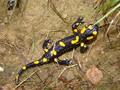 Salamandra plamista w Gorczańskim Parku Narodowym. Fot. Katarzyna Przygodzka